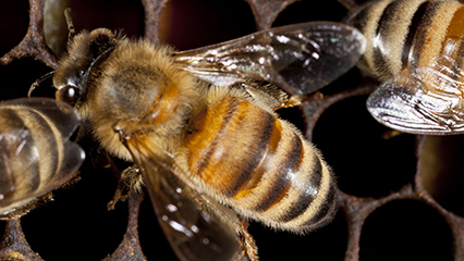 beekeeper-registration-gridview