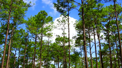 longleaf-pine-private-landowner-gridview
