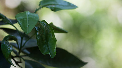 citrus-pests-gridview