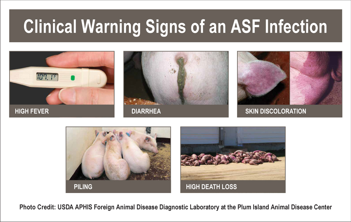 african-swine-fever-clinicals-signs