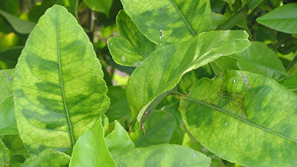 citrus-greening-gridview