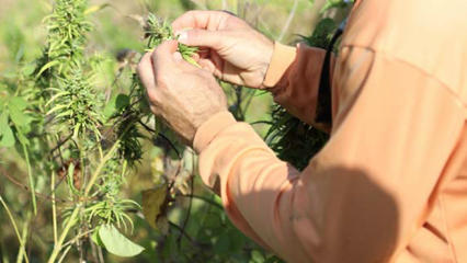 000-Pesticides