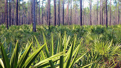 state-forest-gridview