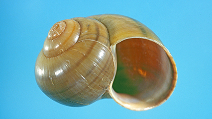 apple-snail-gridview