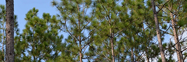 gulf-coastal-longleaf-initiative-phase-1-intro