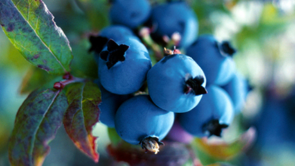 blueberry-regulations-gridview