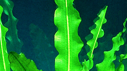 aquatic-plants-gridview