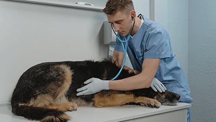 veterinarian-accreditation