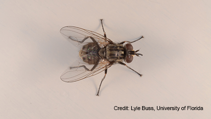 dog-fly-gridview