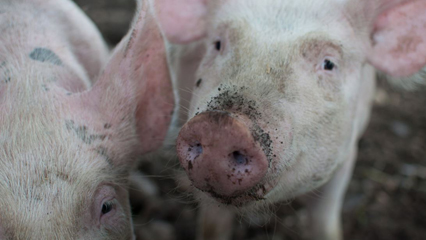 Livestock-AgriIndustry-Grid