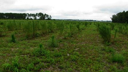 000-Sequestering Carbon and Protecting Florida Land Program
