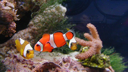 aquaculture-agindustry