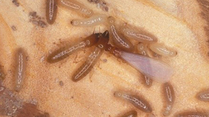 termites-gridview