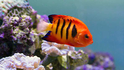 aquaculture-certificate-of-registration-gridview