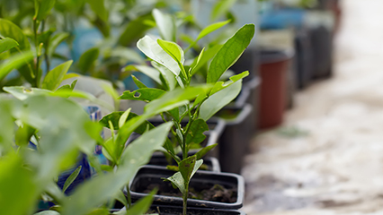 summary-of-nursery-regulations-gridview