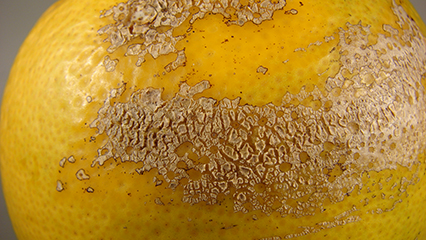 sweet-orange-scab-gridview