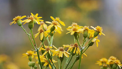 botany-gridview