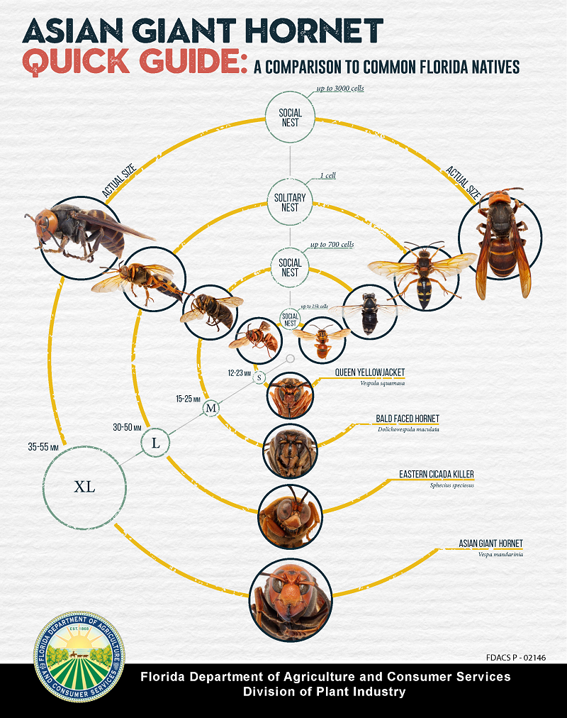 Asian Giant Green Hornet Quick Guide