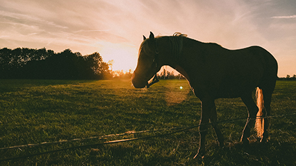 reportable-equine-disease-map-gridview