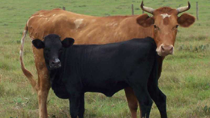 cattle-gridview