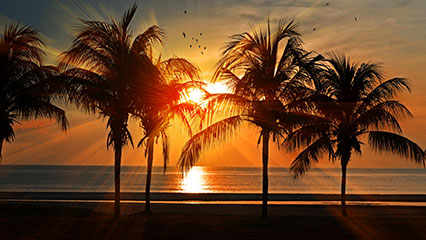 cayman-islands-certified-nursery-list-gridview