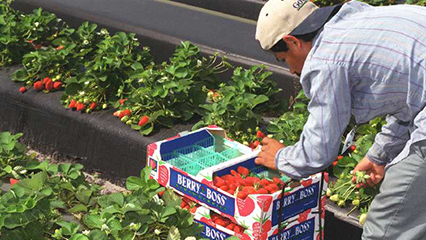 ag-worker-safety-gridview