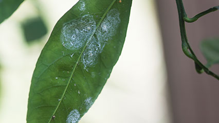 whiteflies-gridview
