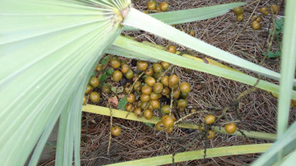 native-plant-harvesting-permit-gridview