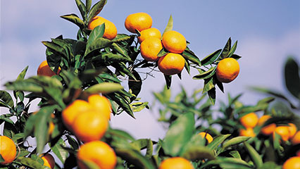 citrus-germplasm-gridview