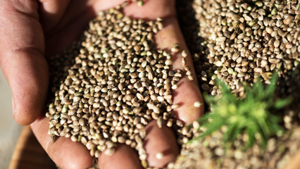 000-Seeds