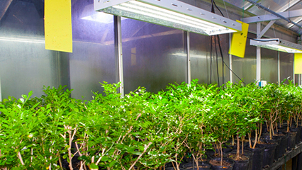 biological-control-gridview