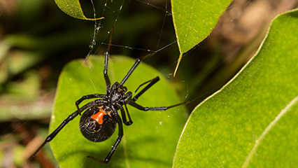 venomous-spiders-gridview