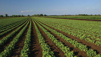 florida-specialty-crop-multi-state-program-gridview