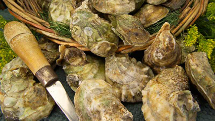 oysters-food-safety-gridview