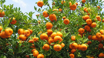 citrus-health-response-program-gridview
