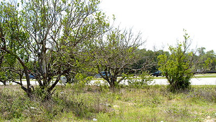 abandoned-grove-gridview
