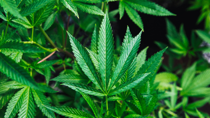 Cannabis-gridBS.jpg