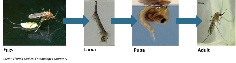 mosquito-life-cycle