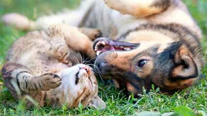 pet-law-gridview