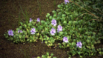 aquatic-plant-permit-gridview