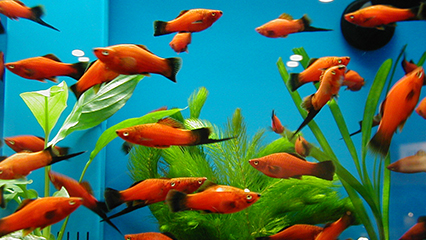 ornamental-fish-gridview