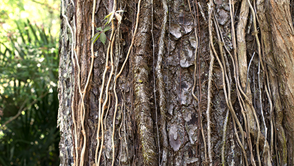 ffa-forestry-contest-gridview