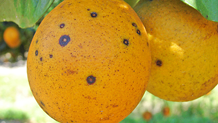 uf-ifas-citrus-disease-identification-gridview