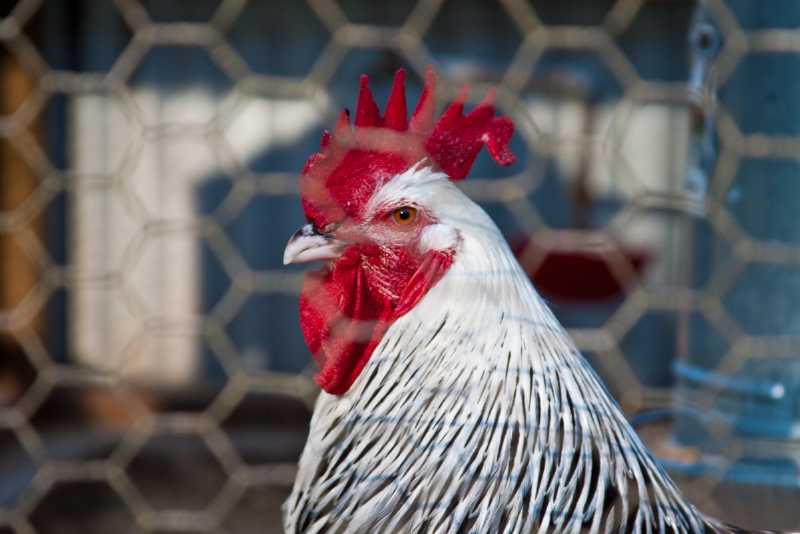 chicken-gridview