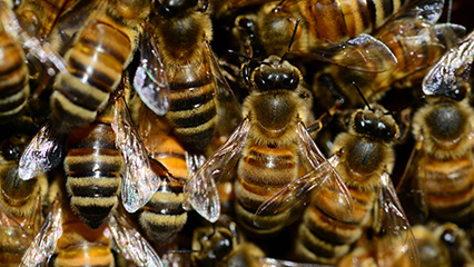 bee-removal-gridview