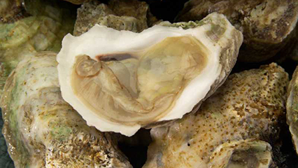 apalachicola-bay-oyster-harvesting-gridview
