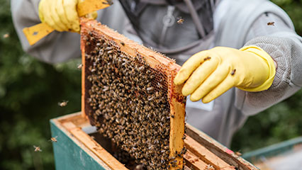 apiary-inspection-gridview