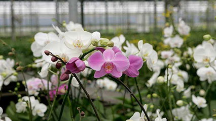 nursery-and-stock-dealer-registration-gridview