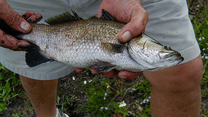 food-fish-gridview