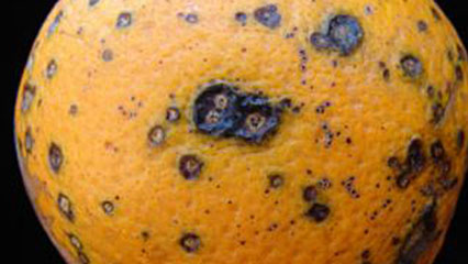 citrus-black-spot-gridview